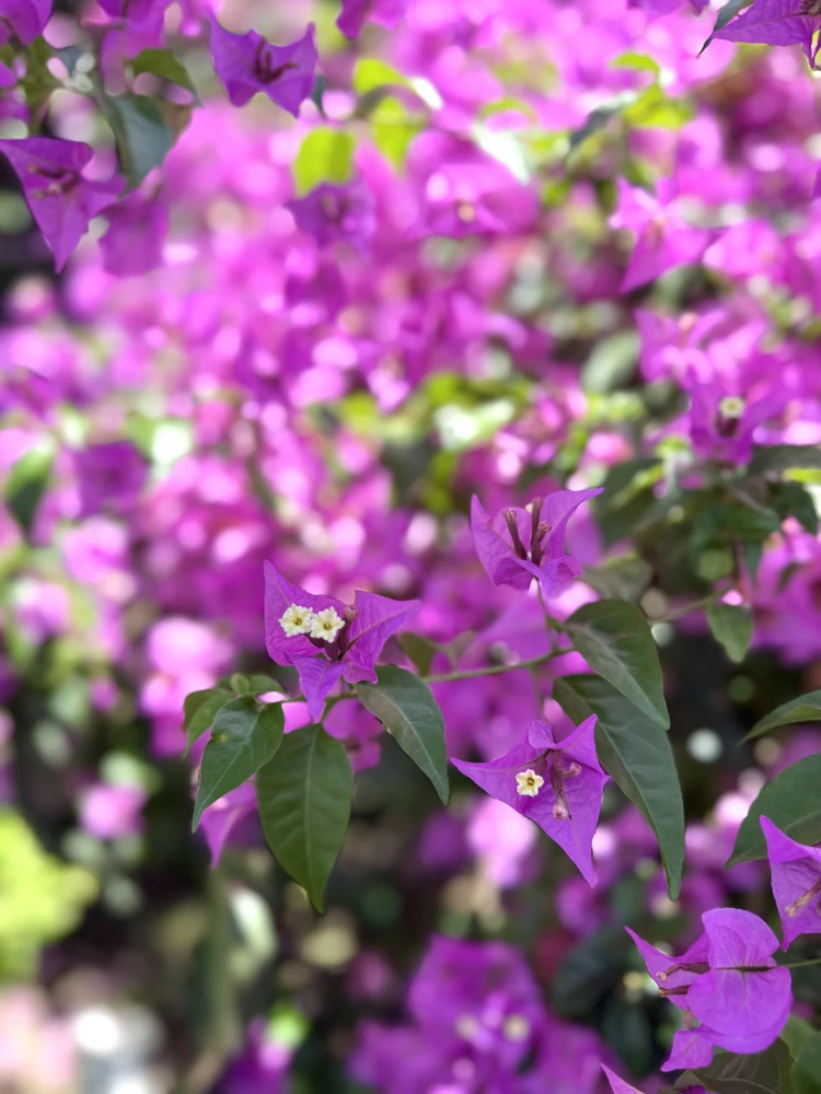 【新スーパーバイラーズ】はじめまして、中村えみです！_3_1