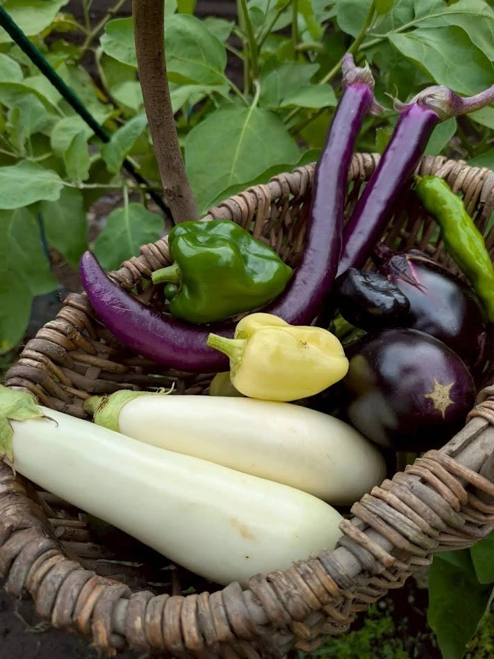 リゾナーレ那須　ファーマーズレッスン　収穫