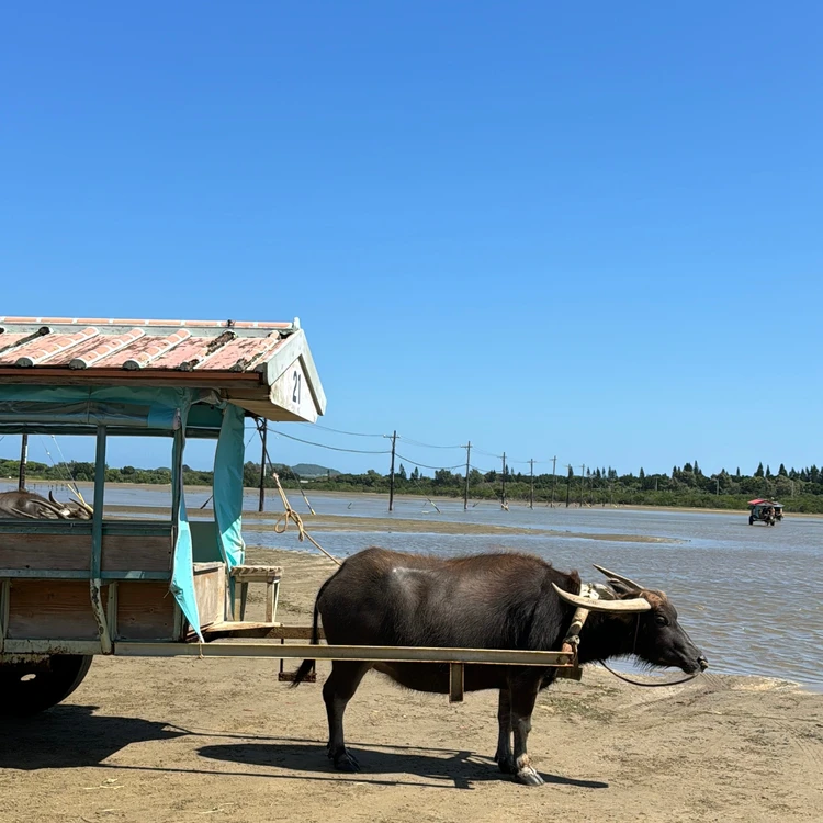 【西表島ひとり旅・観光編】カヌーやシュノーケリングもひとり参加ok！人気アクティビティにトライ_6