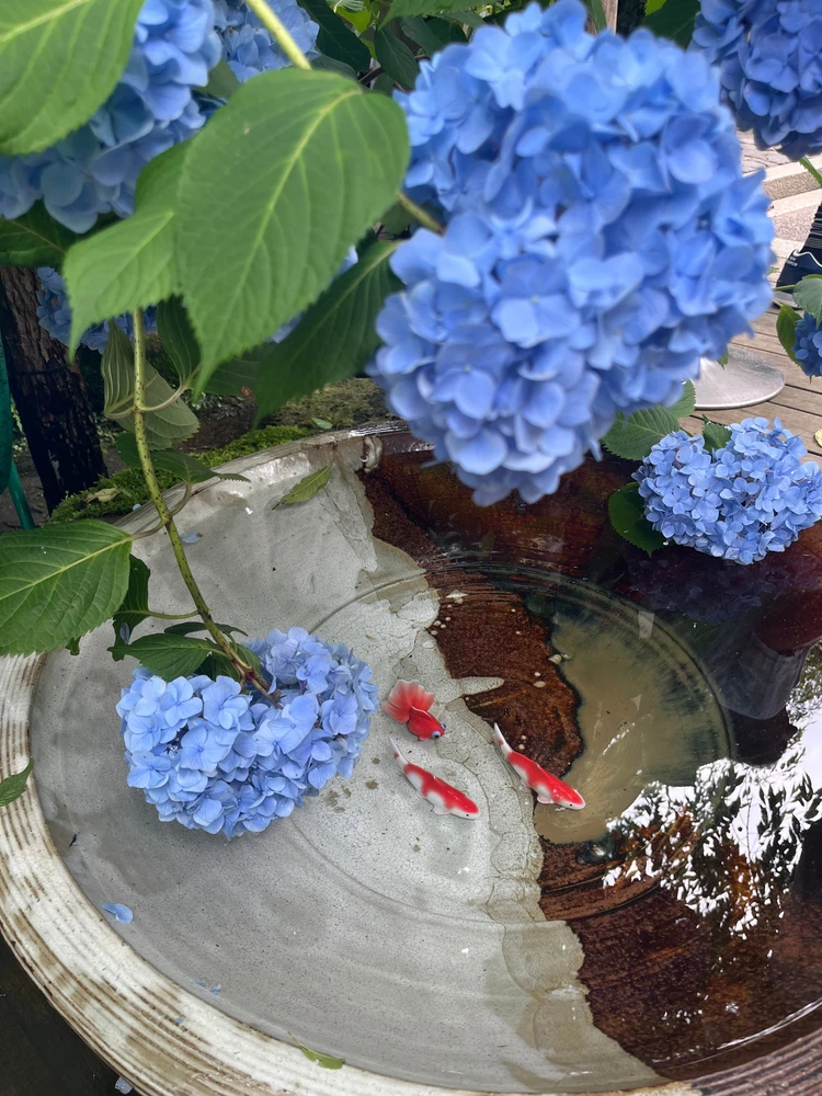 紫陽花を見に鎌倉へ行ってきました!【明月院】【小町通り】【由比ガ浜】_1