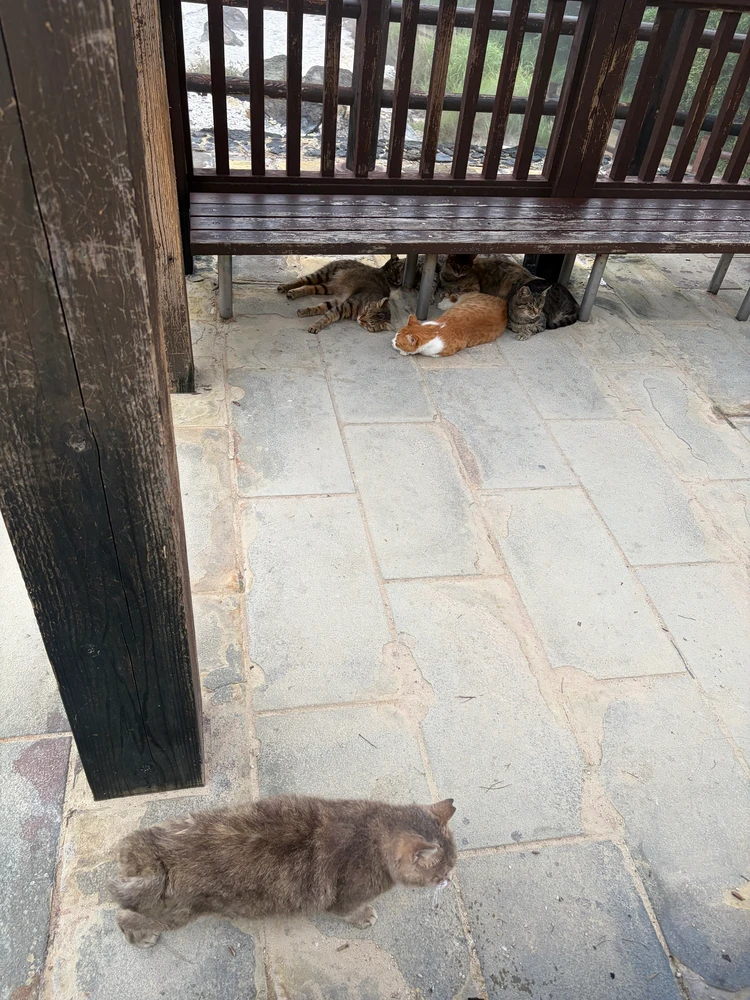 雲仙 猫 長崎