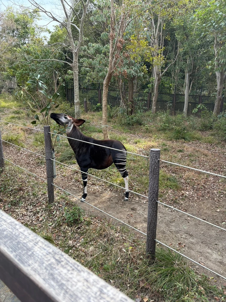 【子連れ完全ガイド】よこはま動物園ズーラシアレポ｜0歳・2歳でも1日楽しめる！広すぎる動物園のリアル体験_2