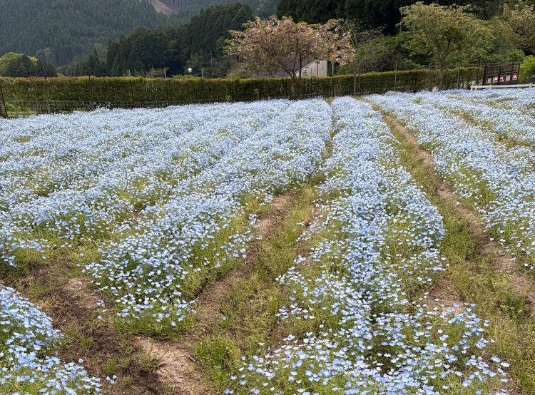 動物＆自然好きの大人が大満足！兵庫県神崎郡の『ヨーデルの森』で癒しのナチュラル体験♡_11