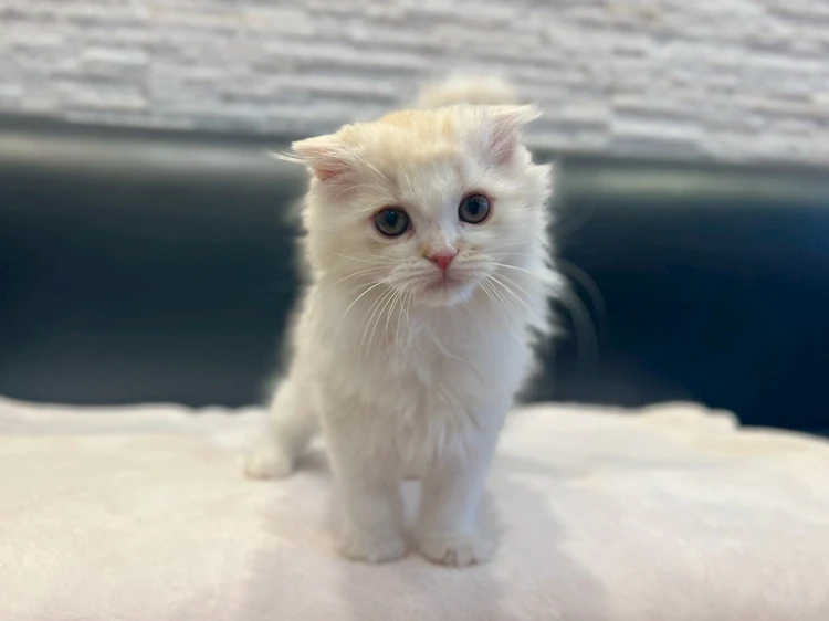 愛猫の難病発覚から寛解まで、私が学んだ命を守る知識_1_2