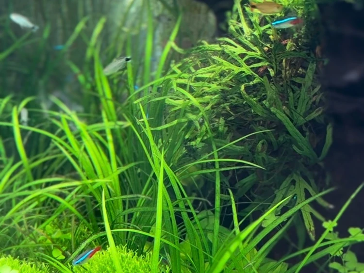 【渋谷駅から徒歩約10分の植物園】渋谷区ふれあい植物センターなら雨の日も楽しめる!_10