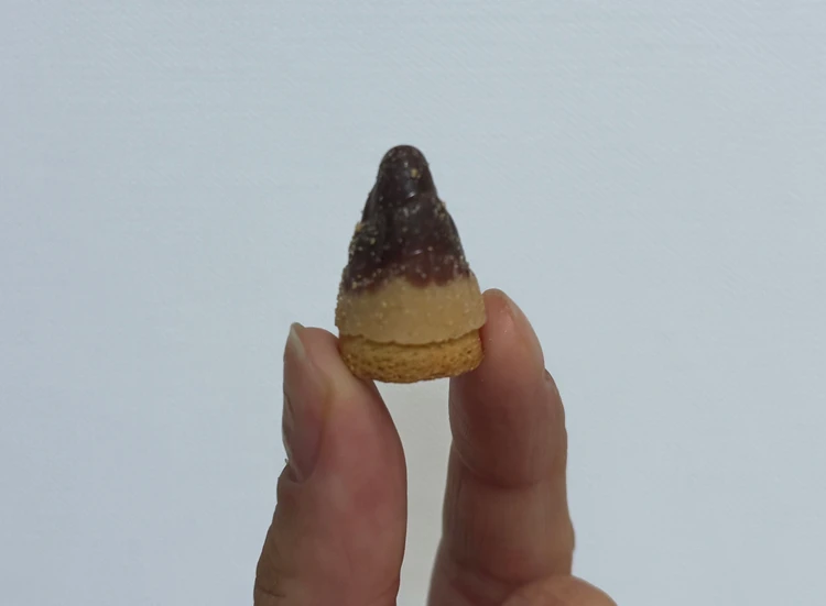 たけのこの里×シェ・シバタ 柚子香るヘーゼルプラリネ