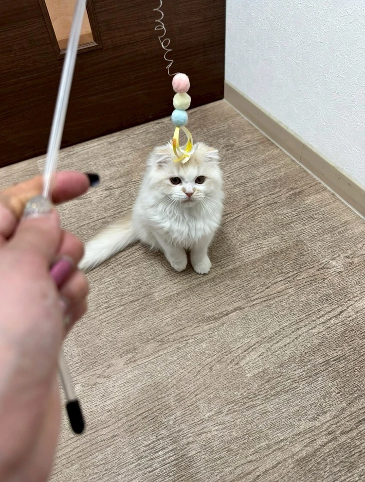 愛猫の難病発覚から寛解まで、私が学んだ命を守る知識_3_2