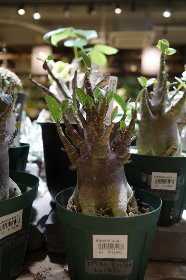 観葉植物 garageshibuya garage 多肉植物