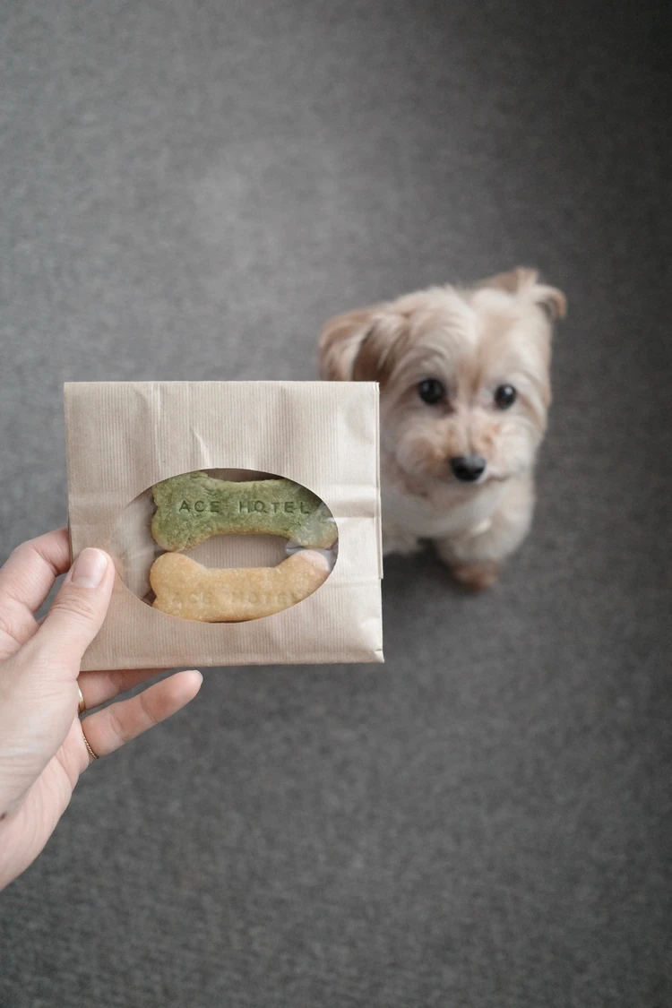 【京都ペット可ホテル】Ace Hotel Kyoto宿泊記｜犬連れ旅行におすすめの理由_5