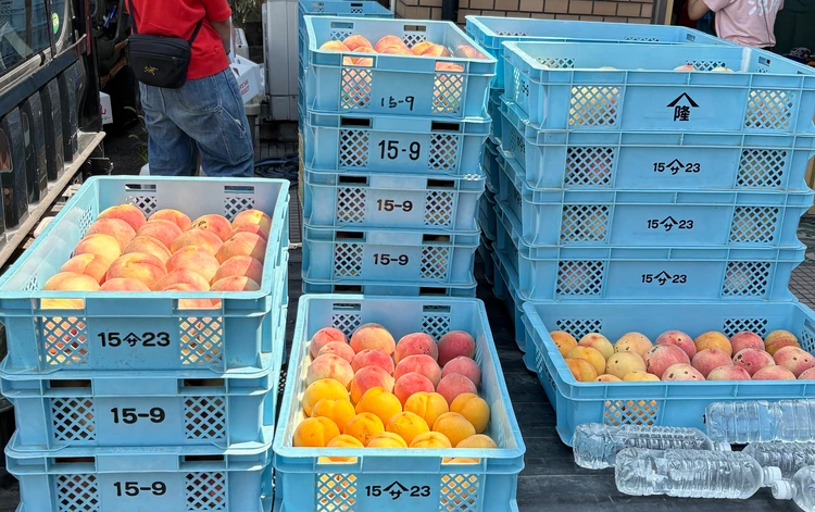 【和歌山・紀の川】夏限定オープン!「涼庵」の完熟桃かき氷を実食 _2