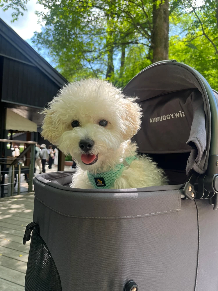 【軽井沢旅行】連休目前！愛犬と過ごせるおすすめスポットはここ🐾#旅行部_10_1