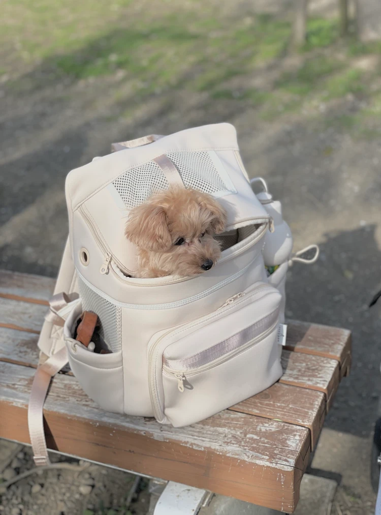 【初めての犬連れ京都旅行】ワンちゃんと新幹線で行く京都旅｜準備・移動のリアル体験_2