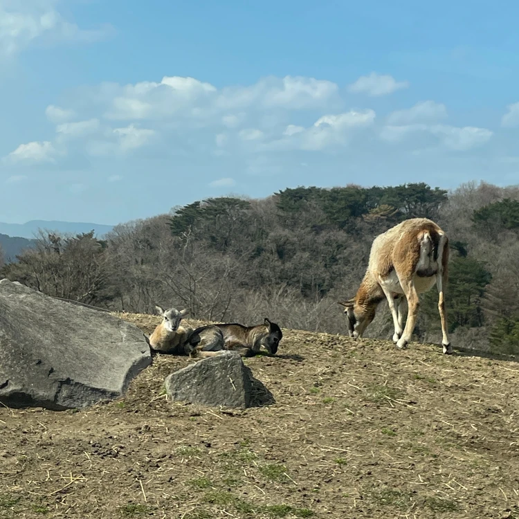 アメリカンサファリ