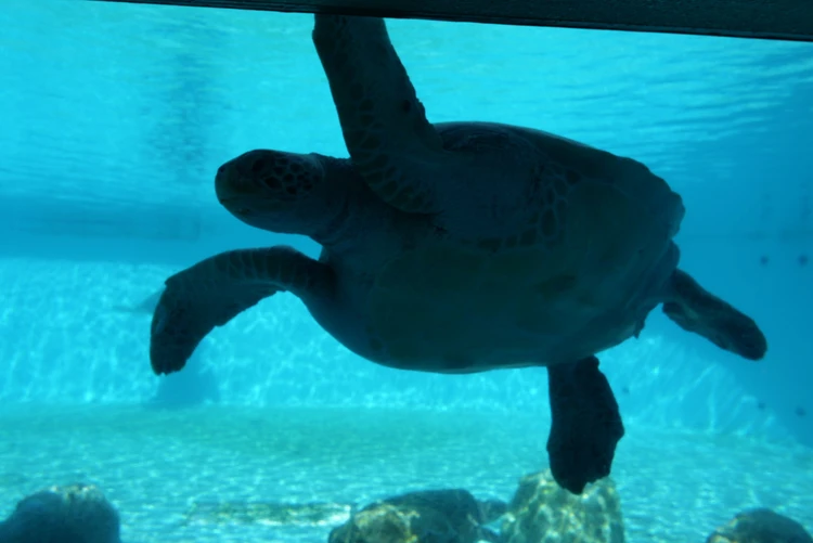 10ヶ月ベビーと行く3泊4日沖縄旅後半【美ら海水族館、プール、ホテルディナー、やちむん通り】_7