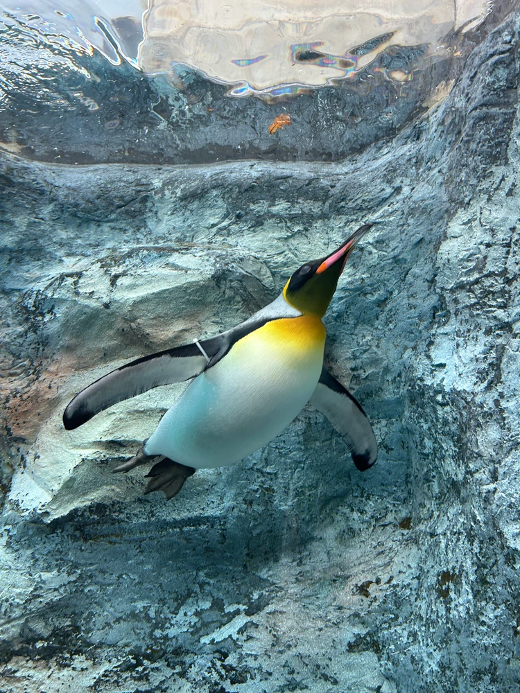 【旭山動物園】ゴールデンウイークの動物たちの様子は？写真と動画たっぷりでご紹介_19_2