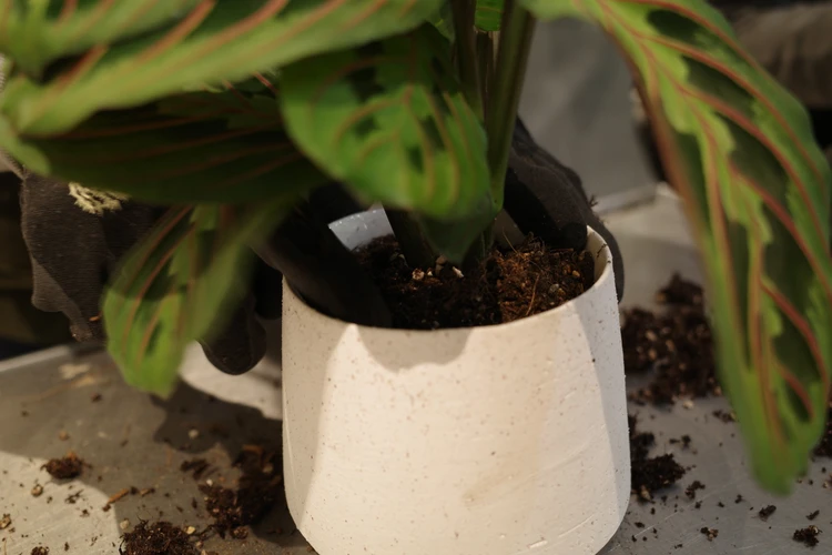 garageshibuya 鉢植え 観葉植物