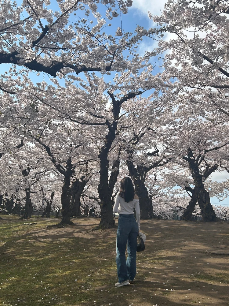もうすぐ春🌸GWには桜が見頃の北海道函館旅行がおすすめ！グルメも満喫_2