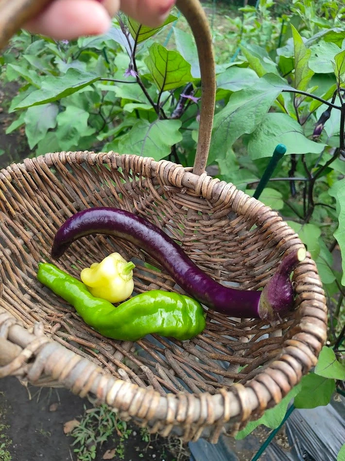 リゾナーレ那須　YATAI to FARM