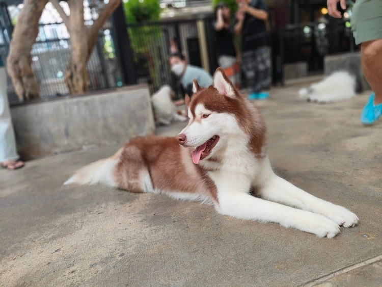 ハスキーカフェ　バンコク