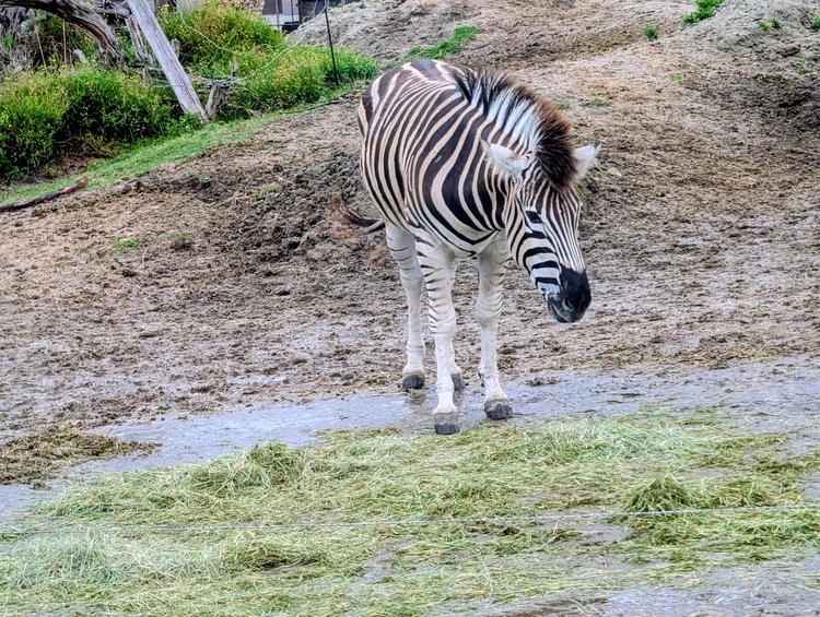 【2泊3日和歌山旅行②】雨の日も楽しめる！白浜のテーマパークと名物ホテルを満喫する夫婦二人旅_7_1