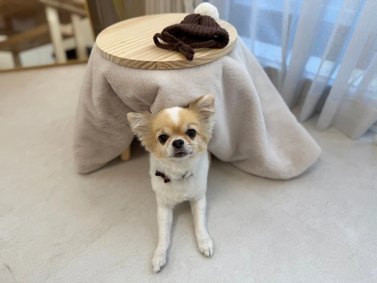 【3COINS】ペット用ニット帽、ペット用コタツ