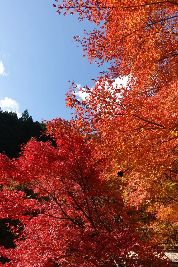 兵庫の奥地に佇む秘湯【篭坊(かごのぼう)温泉】の紅葉は今が見頃!_2