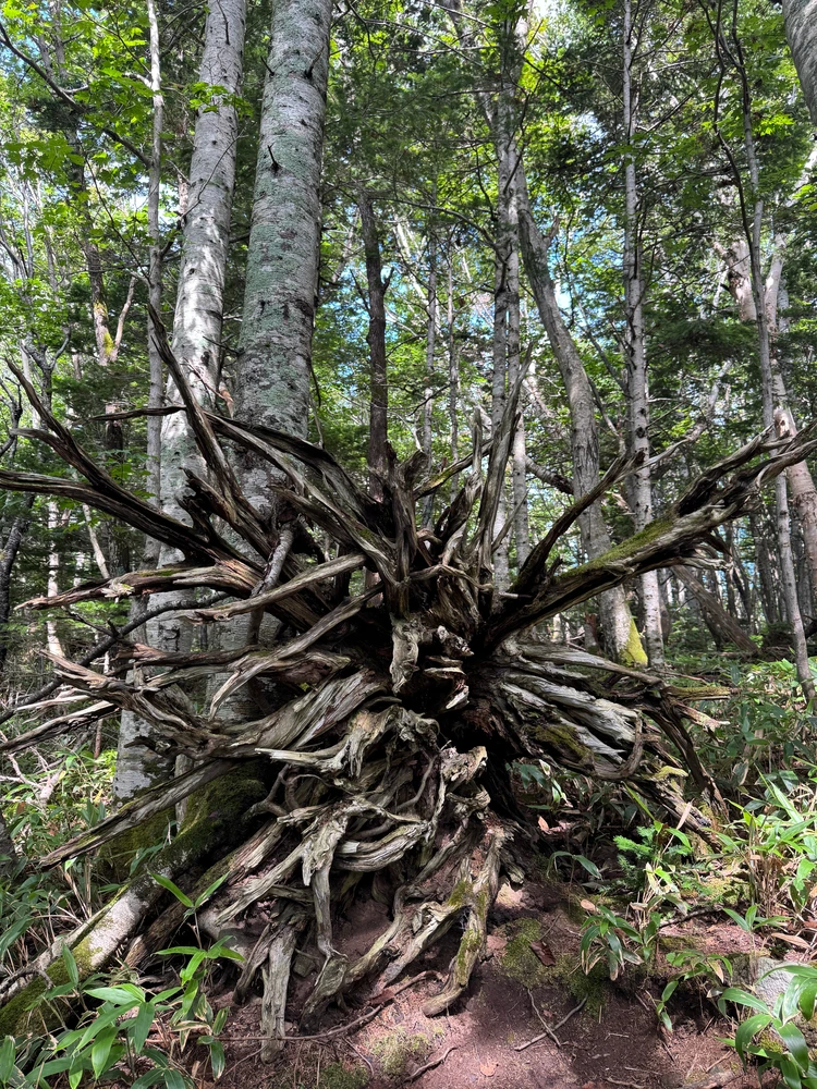 【北海道 道東エリア】網走・知床・弟子屈２泊３日絶景旅②知床半島＆野付半島編_4