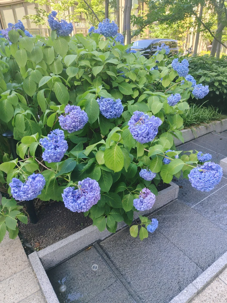 【意外と穴場!?】麻布台ヒルズが隠れた紫陽花スポットだった！_1_1