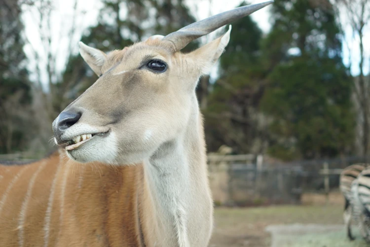 【富士旅行②】1泊2日のんびり子連れ旅|富士サファリ&山中湖ガイド_2_2