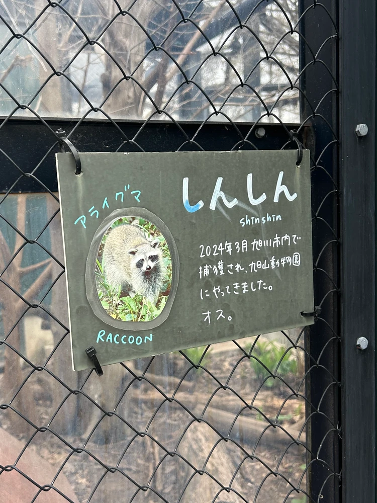 【旭山動物園】ゴールデンウイークの動物たちの様子は？写真と動画たっぷりでご紹介_7_1