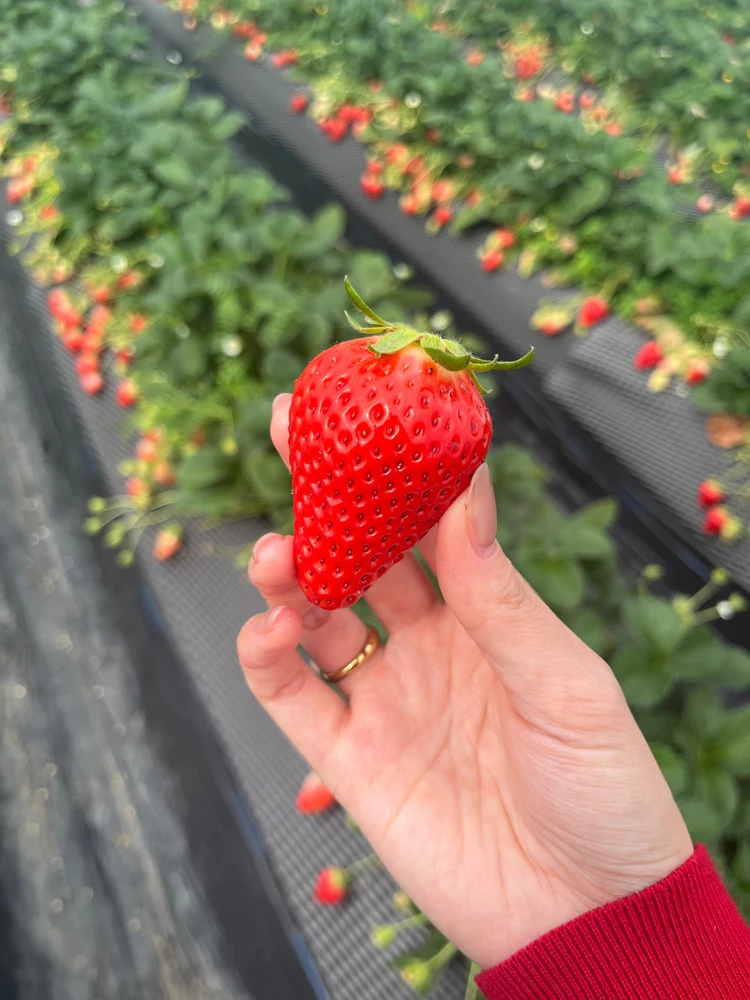 苺好きにとってのテーマパーク!?苺狩りするなら栃木県小山市の「いちごの里」_2