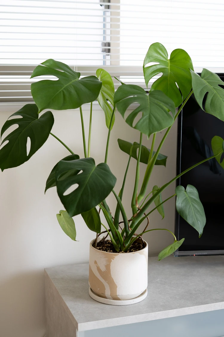 半年前に迎えた「モンステラ」。小さい株から育てて正解だった話_1_2