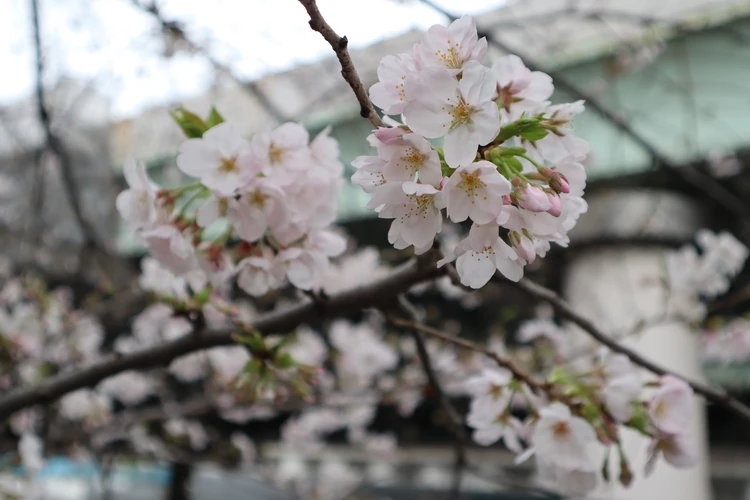 Canon キャノン ミラーレス 一眼 カメラ EOS Kiss M2 撮影 写真 植物 花
