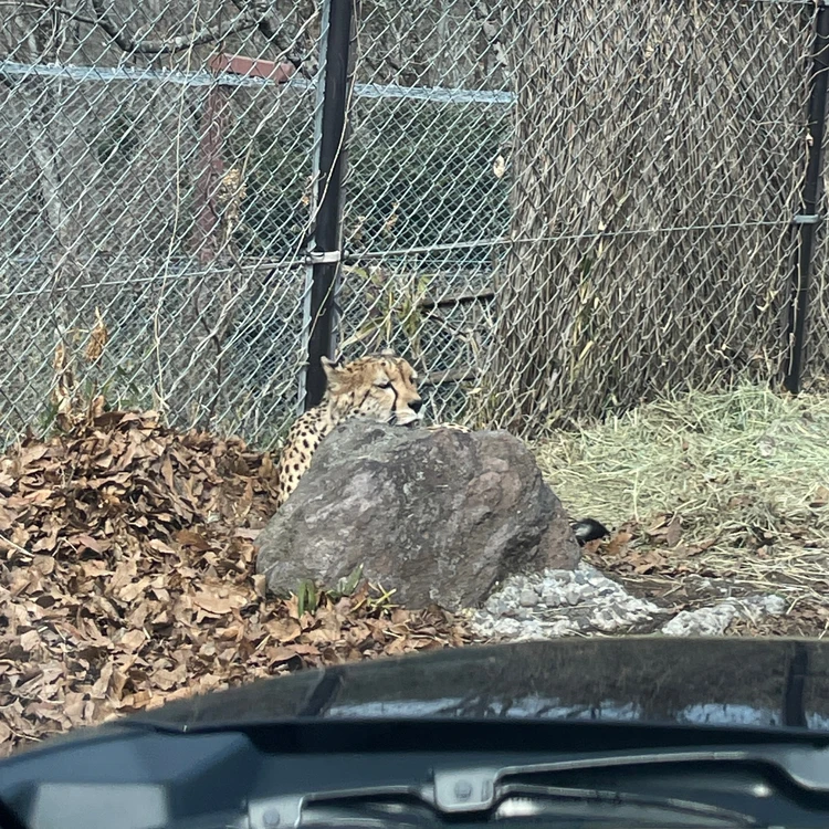 アメリカンサファリ