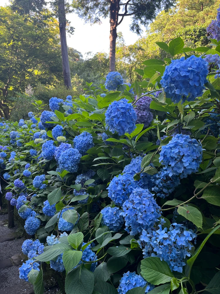 明月院
