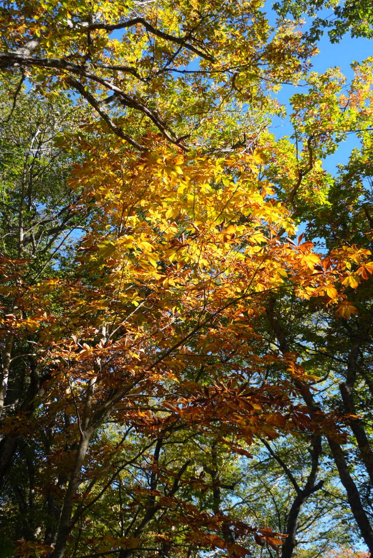 【尾瀬ハイキング】平地だけじゃなかった！初心者が紅葉シーズンに6時間歩いてみた_9_2