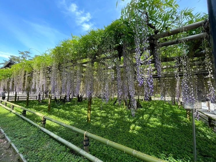 平等院の藤の花