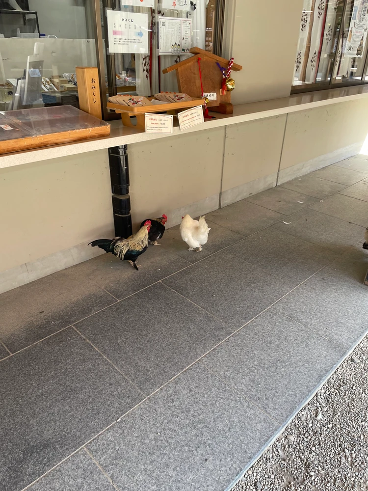 矮鶏②