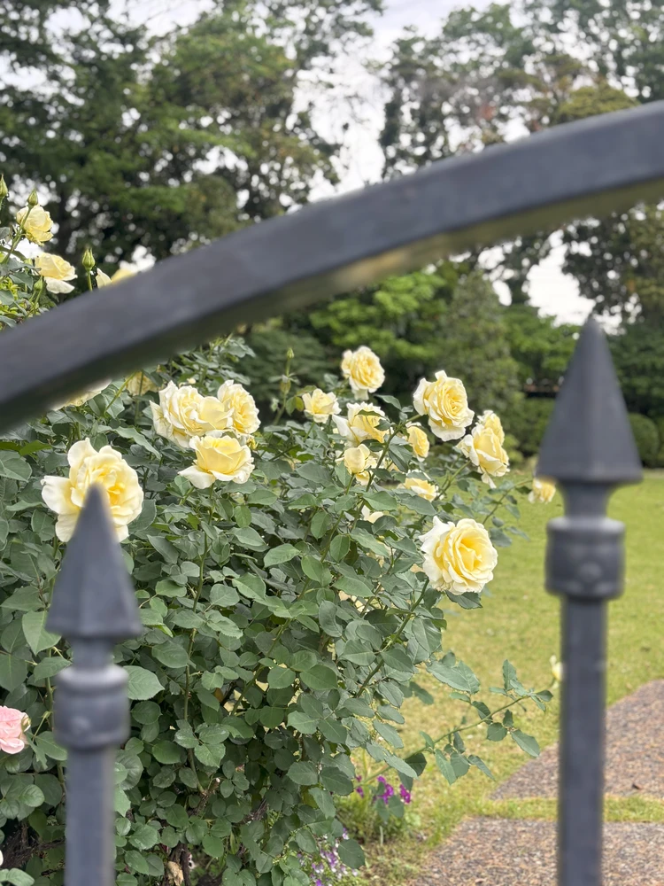 【横浜】圧巻!港の見える丘公園でバラに癒されるひととき_3_2
