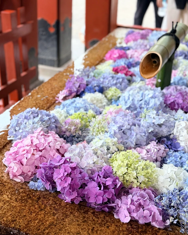 鶴岡八幡宮　花手水　あじさい　紫陽花　6月　梅雨