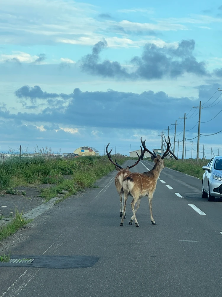 【北海道 道東エリア】網走・知床・弟子屈２泊３日絶景旅②知床半島＆野付半島編_21