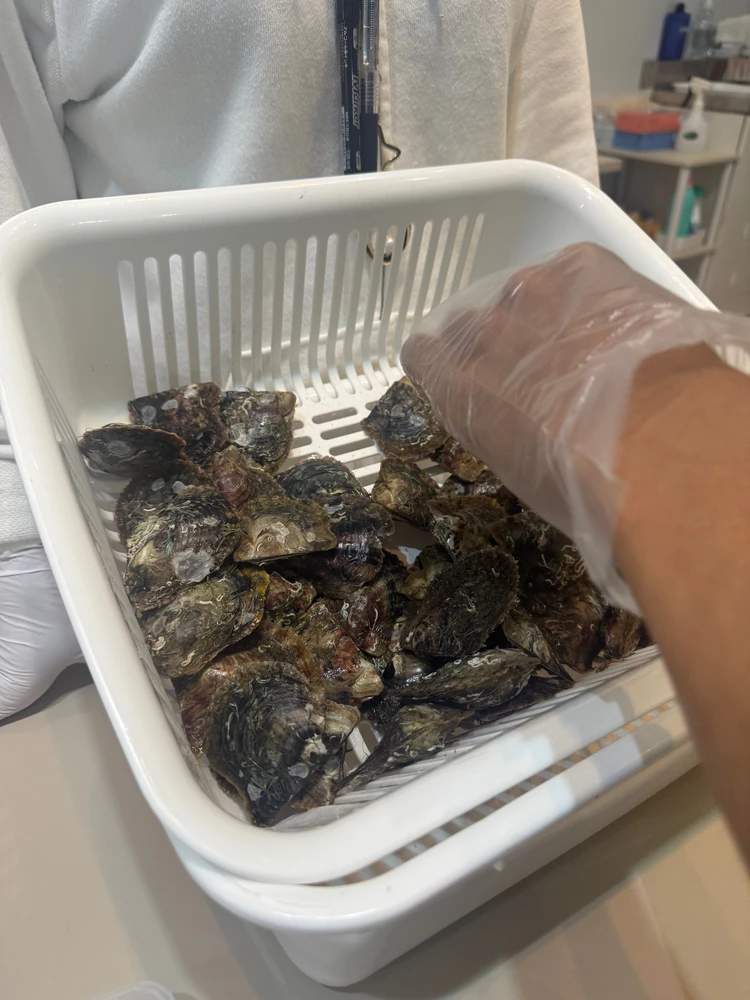 子供も大人もはまる！八景島シーパラダイスで真珠取り出し体験！_1