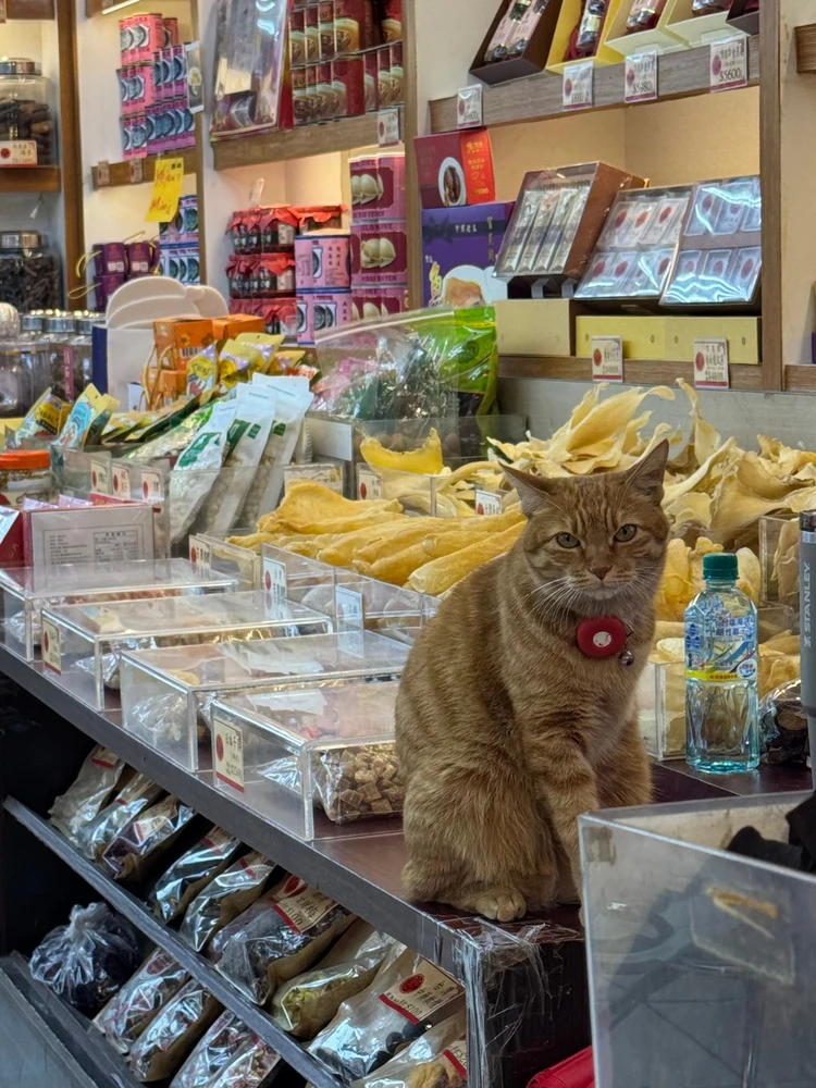 【台湾】九份も台北101もFunPASSでコスパよく観光！台北エリア2泊3日モデルコース【後編】_10_2