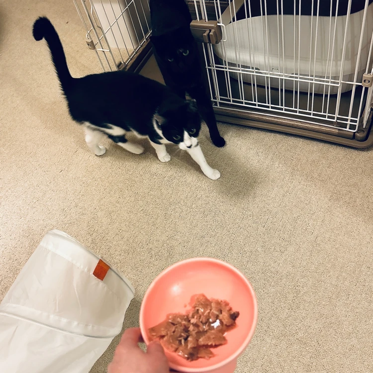 AIXIA(アイシア)「おさかな生活」