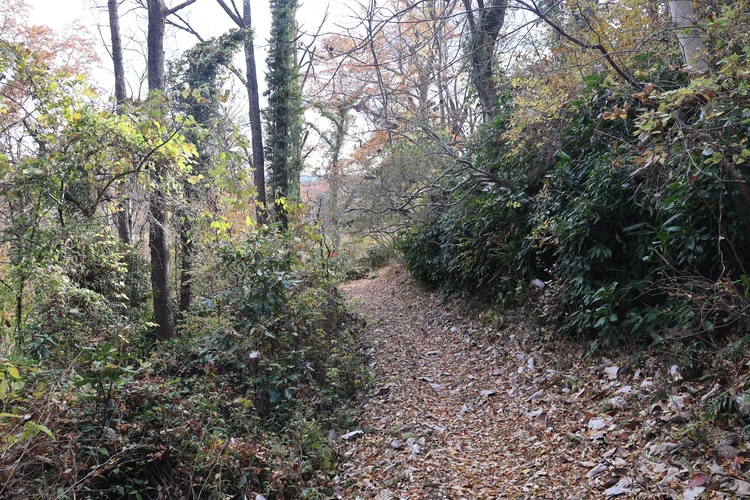 【登山デビューしました】福島・絹谷富士で紅葉と海を望むパノラマ絶景を楽しむ【ゆるく低山から第一歩】_13