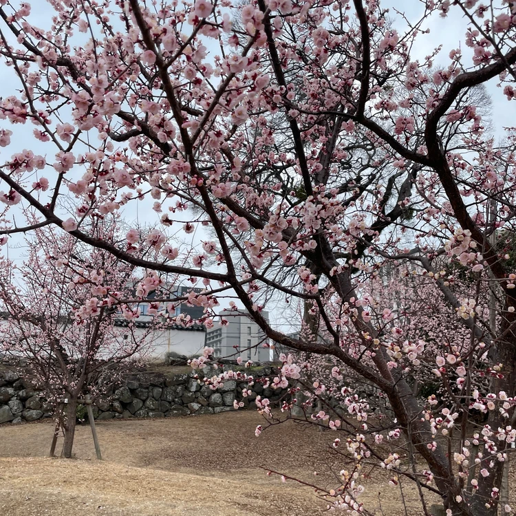 大分城址公園