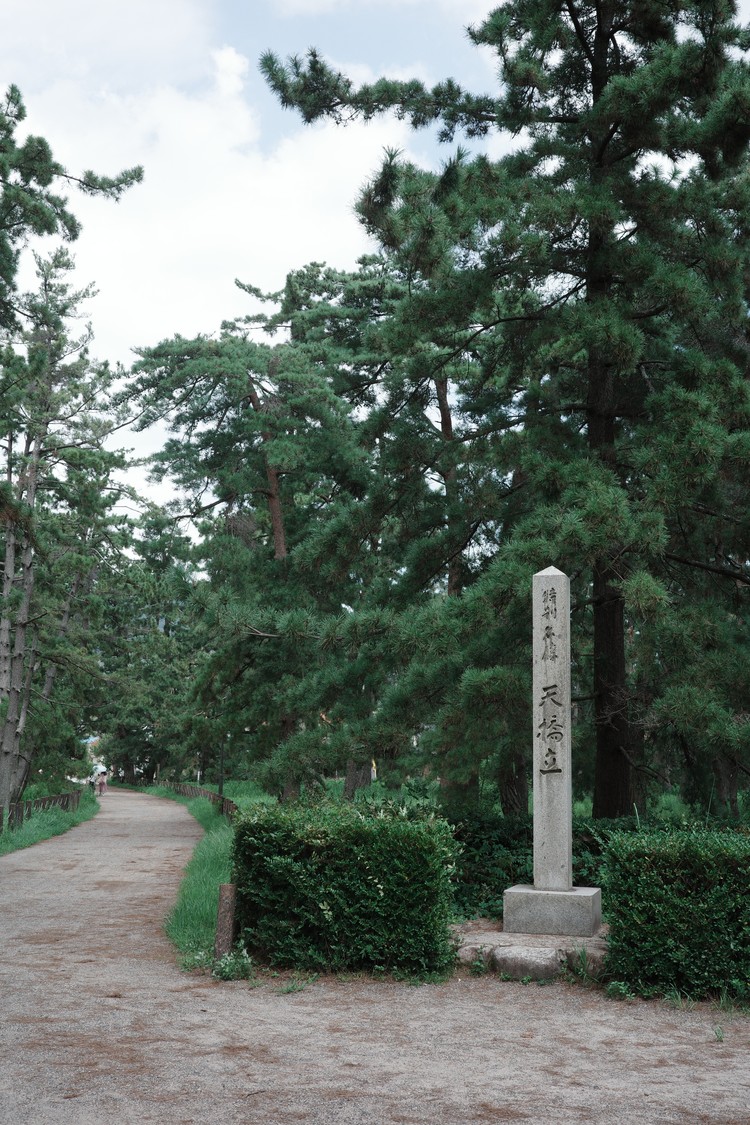 チェックアウト後に日本三景・天橋立の松並木を歩く様子