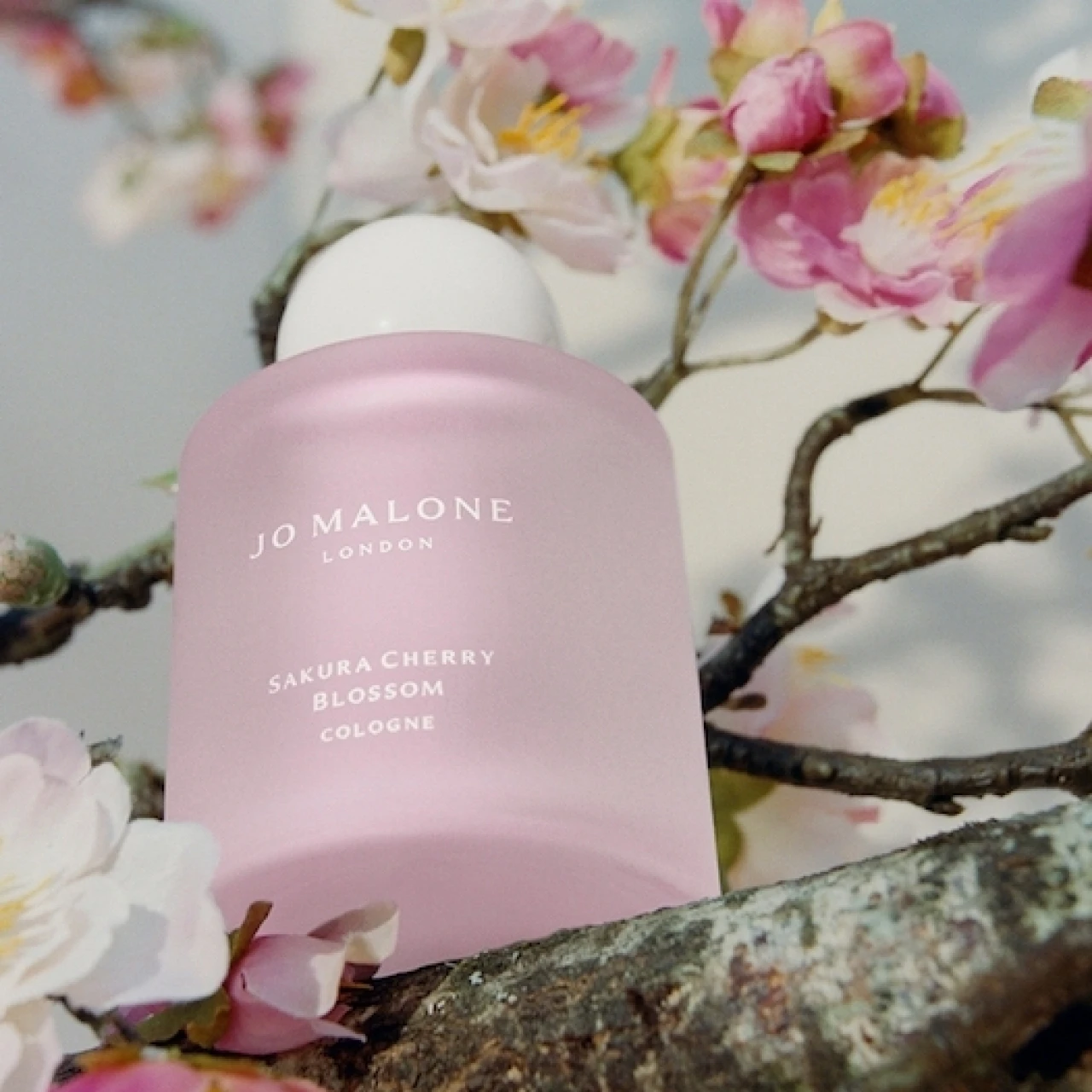 ジョー マローン ロンドンの春の風物詩が再び！ 桜の季節にまといたい限定フレグランス