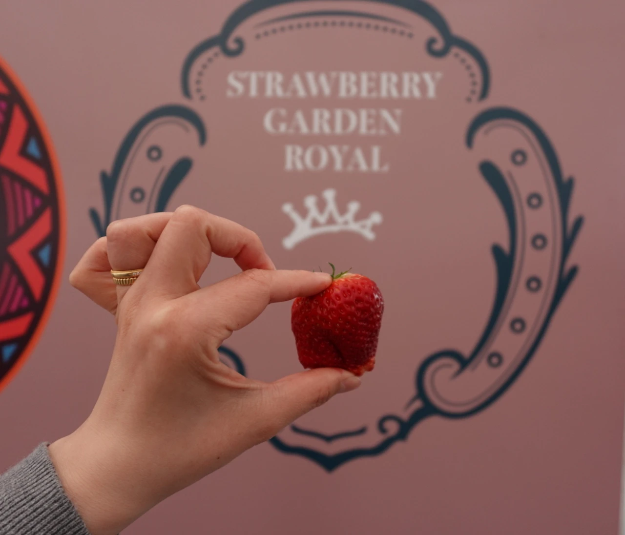 【ベビーカー/車椅子🆗】都内から2時間弱で行けるいちご狩り🍓今期2度目のロイヤルクイーン食べ放題!!