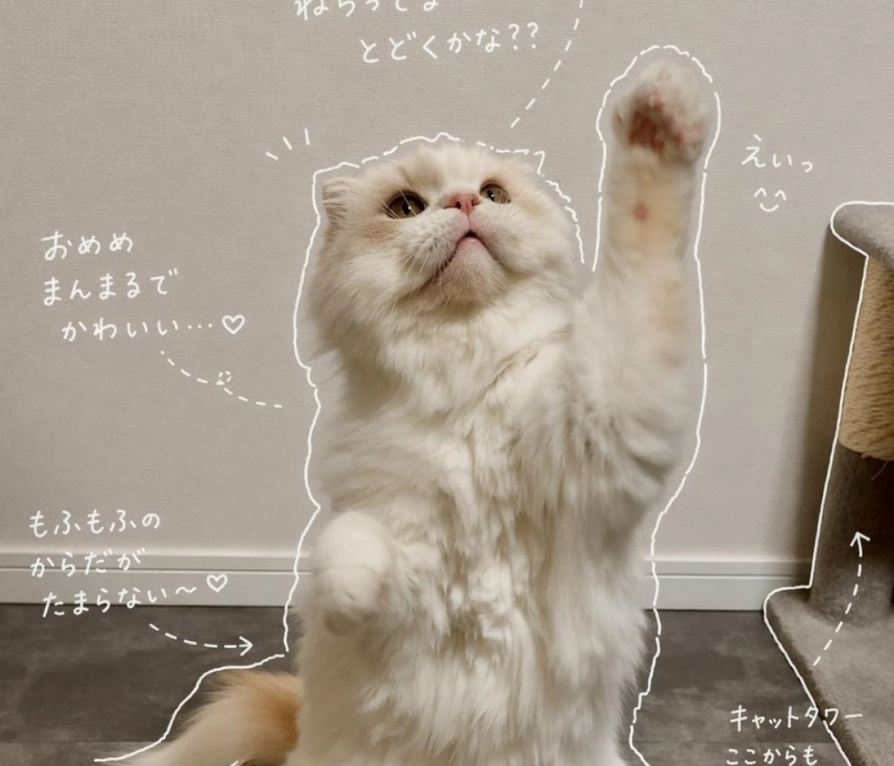 【韓国ダイソー】GWの渡韓で絶対買い！「ペットのご褒美天国」ルポ